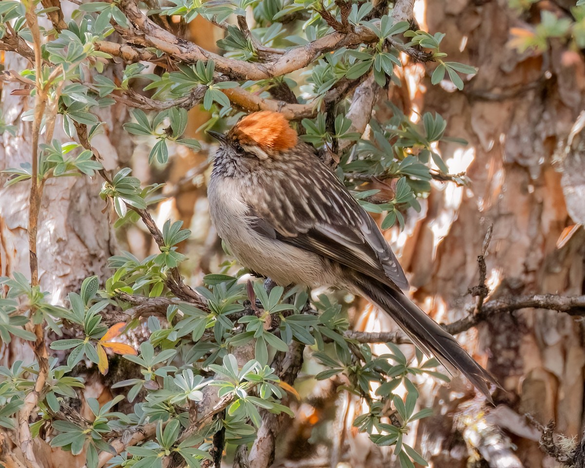 White-browed Tit-Spinetail - ML640452327