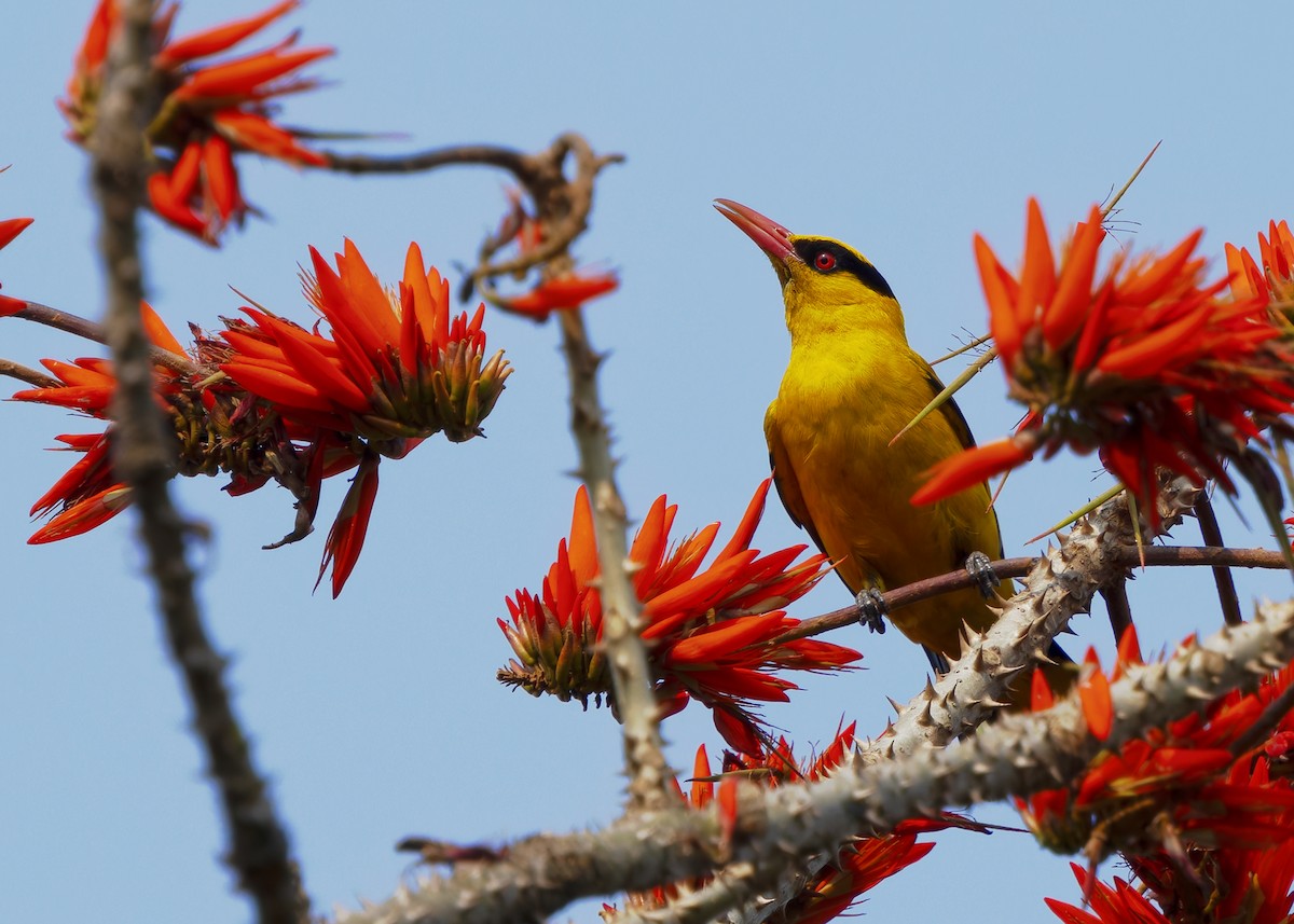 Slender-billed Oriole - ML640452374