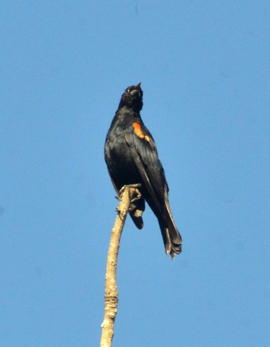 brunskuldertrupial - ML640452524