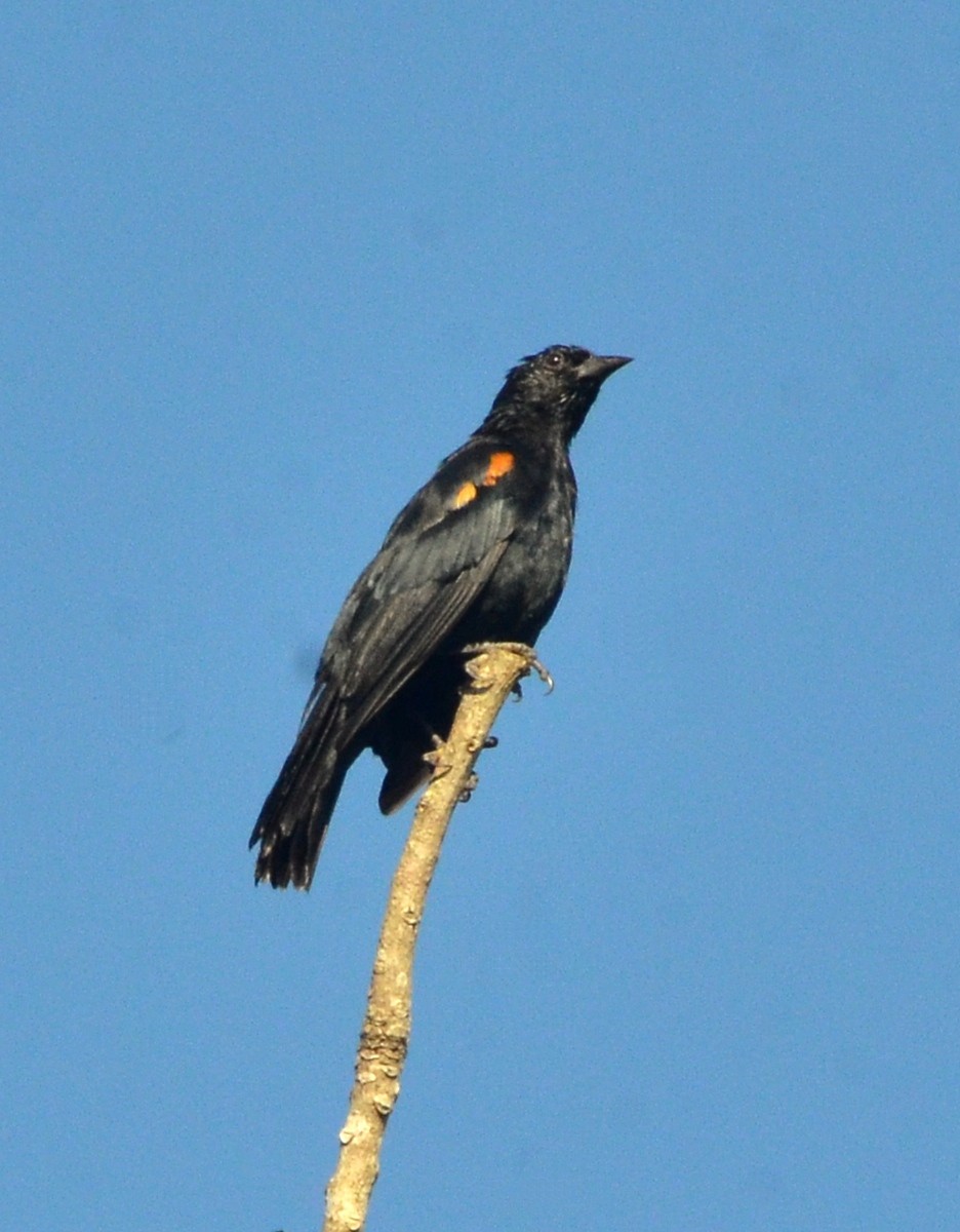 brunskuldertrupial - ML640452525