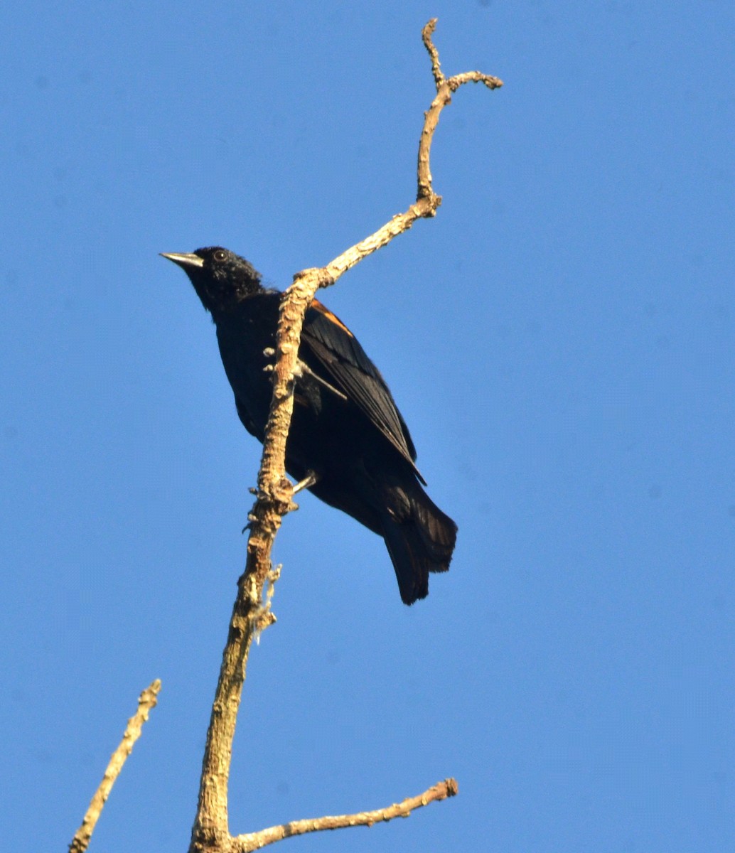 brunskuldertrupial - ML640452545
