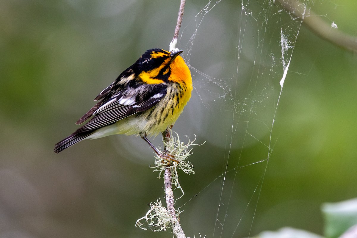Blackburnian Warbler - ML640452642