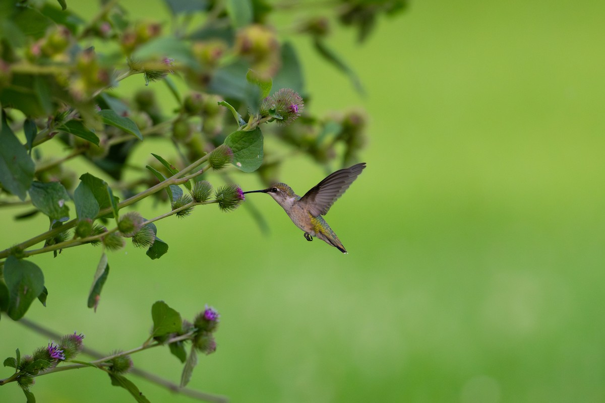 Ruby-throated Hummingbird - ML640452705
