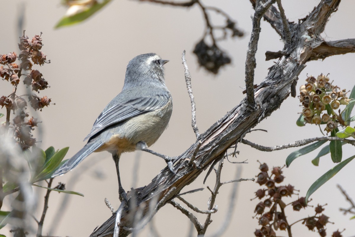 Cinereous Conebill (Cinereous) - ML640452716
