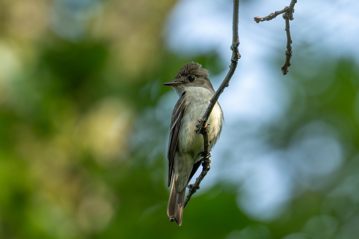 Eastern Wood-Pewee - ML640452717