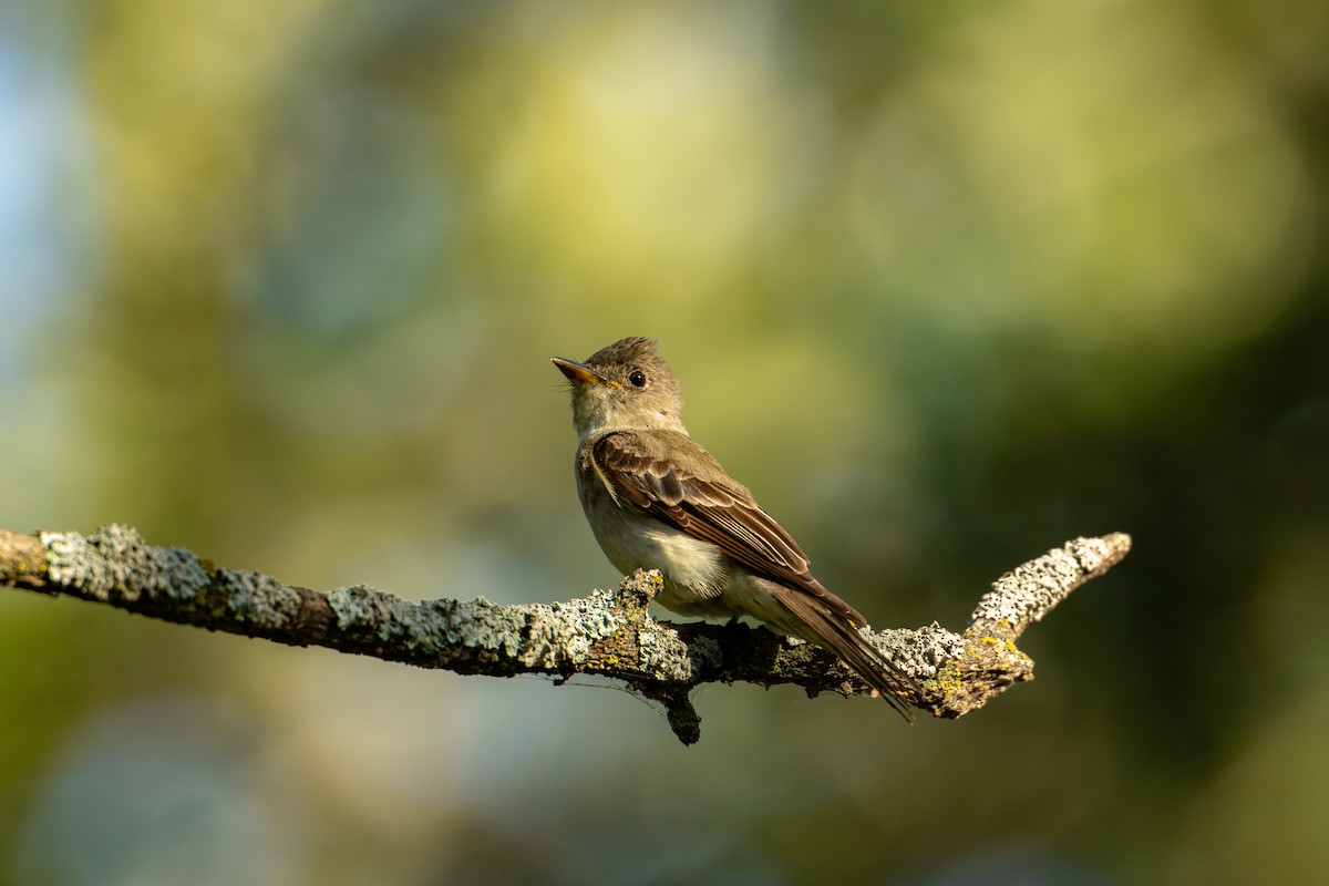 Eastern Wood-Pewee - ML640452721