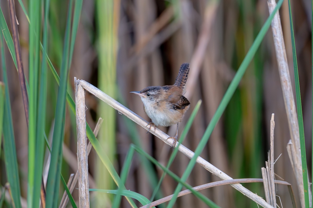 Marsh Wren - ML640452726