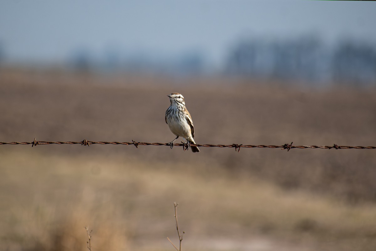 Rusty-backed Monjita - ML640452728
