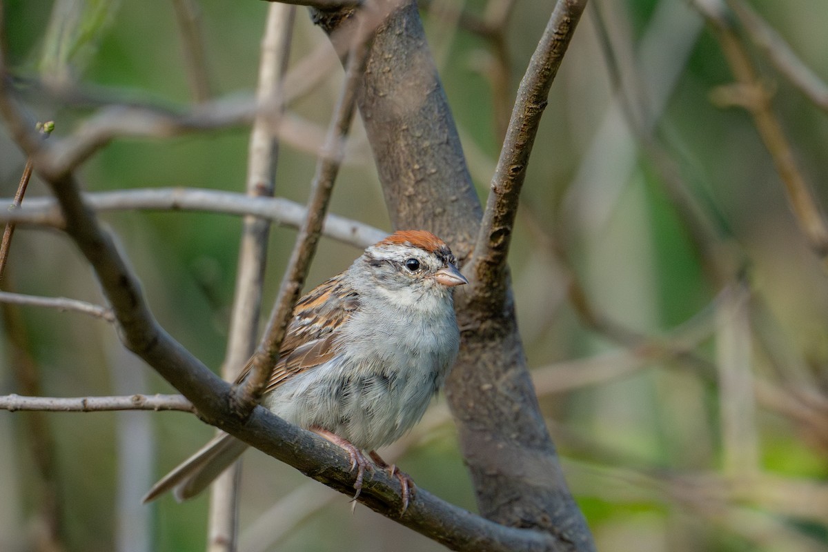 Chipping Sparrow - ML640452730