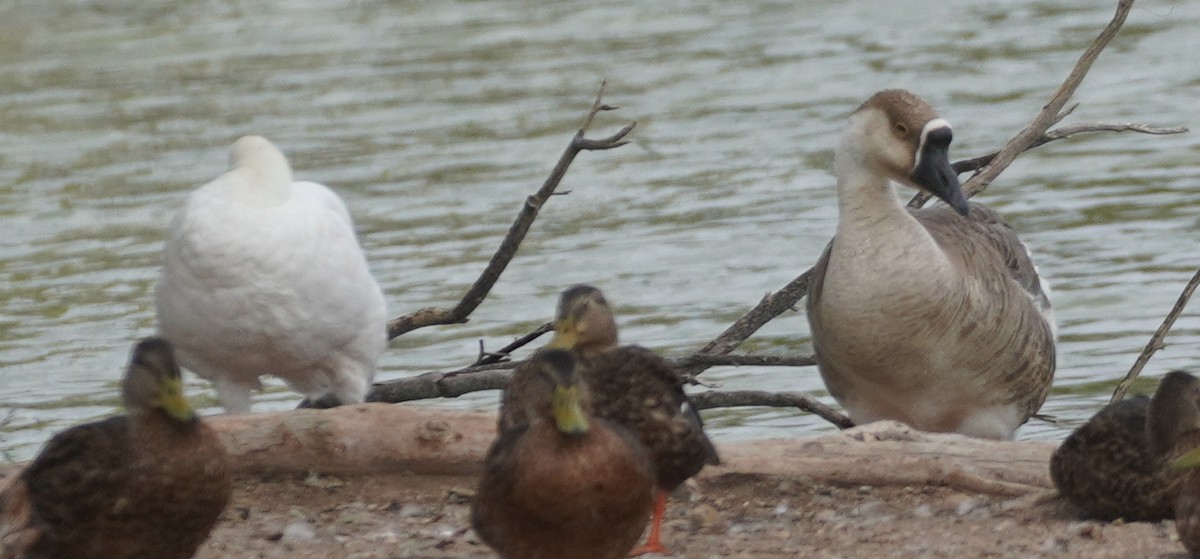 Swan Goose (Domestic type) - ML640452731