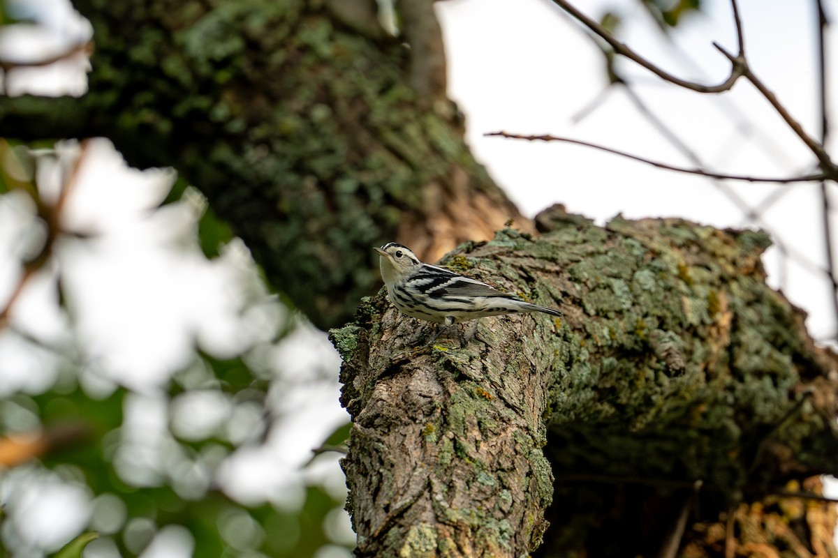 Black-and-white Warbler - ML640452732
