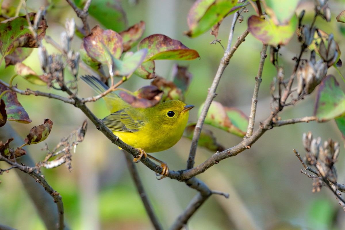 Wilson's Warbler - ML640452736