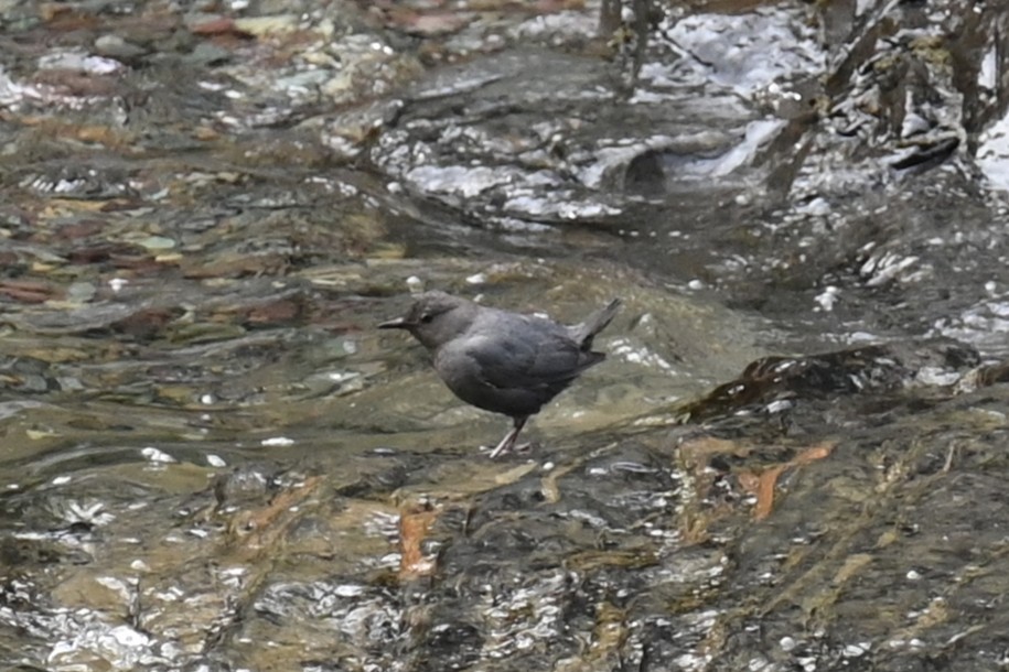 American Dipper - ML640452776