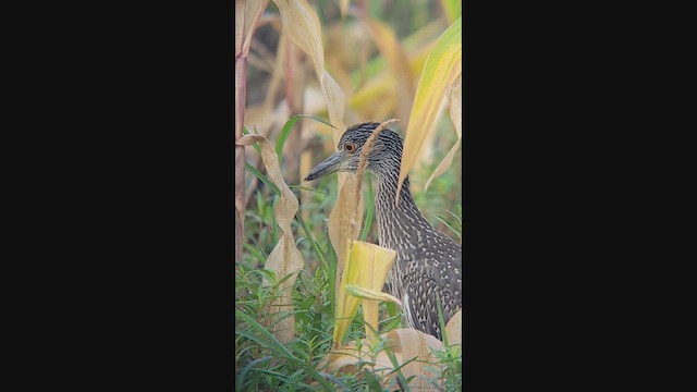 Yellow-crowned Night Heron - ML640452798