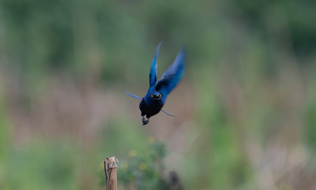 Lesser Blue-eared Starling - ML640452873
