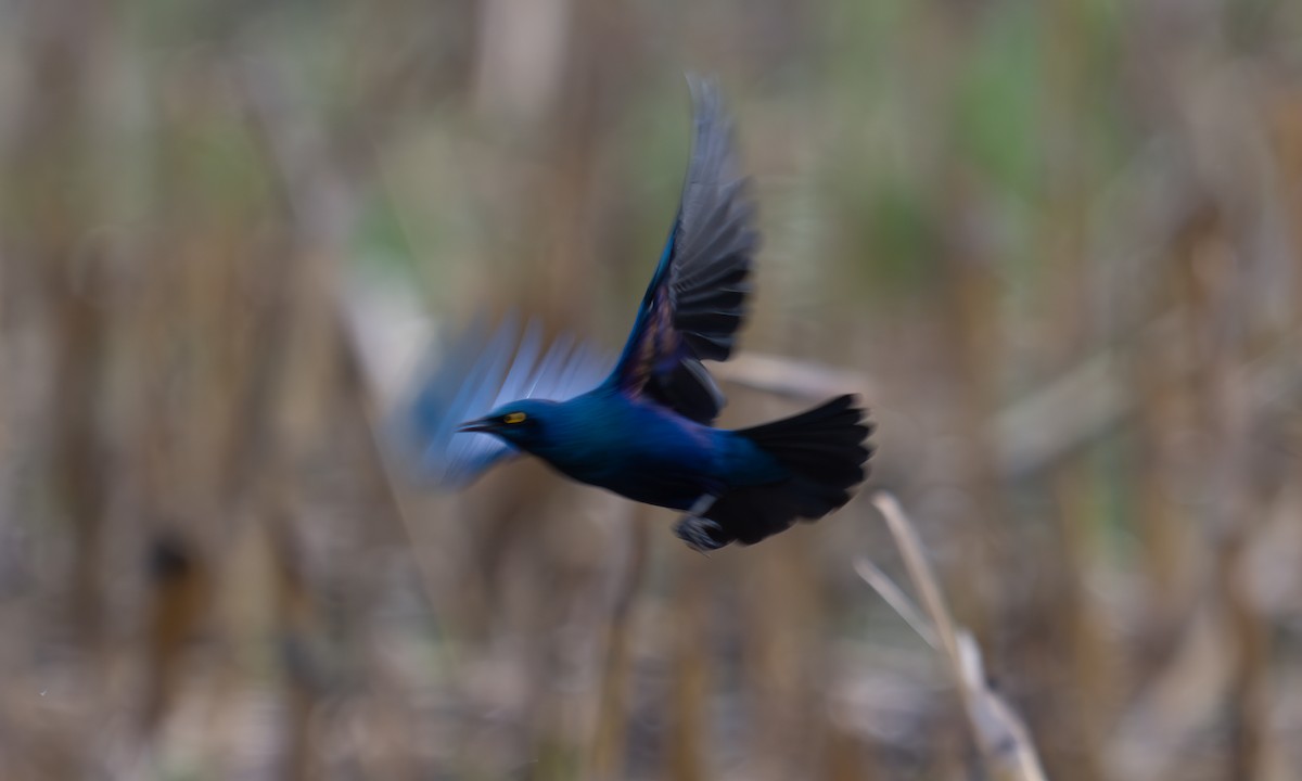 Lesser Blue-eared Starling - ML640452874