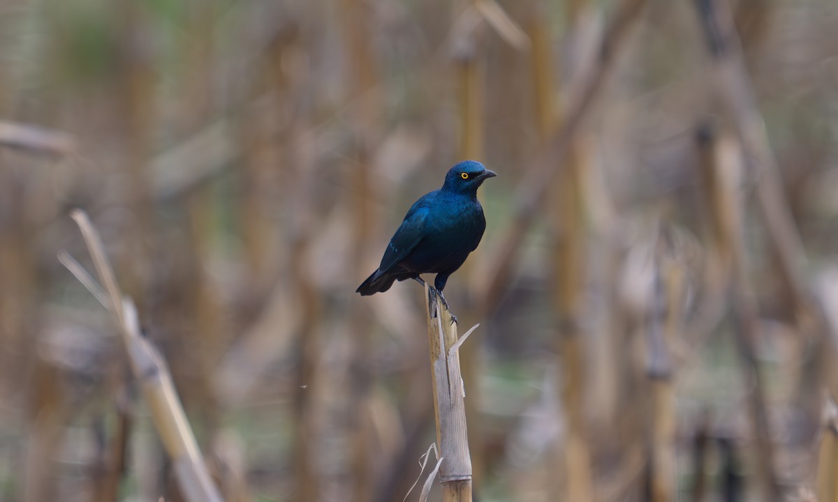 Lesser Blue-eared Starling - ML640452875