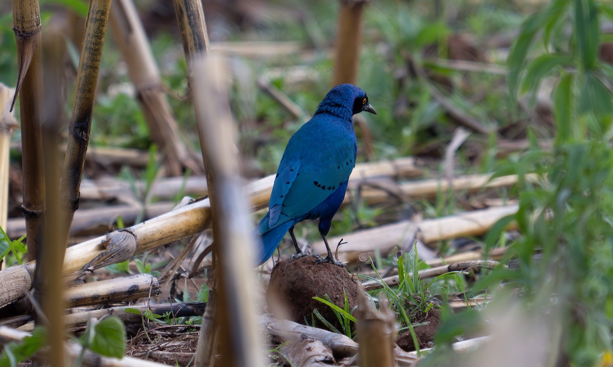 Lesser Blue-eared Starling - ML640452876