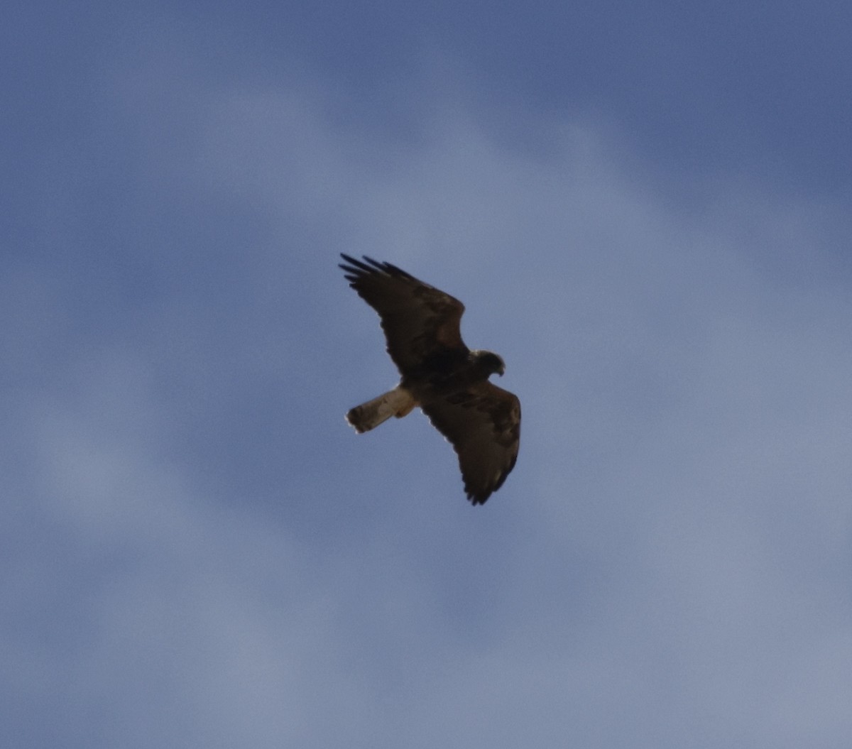 Swainson's Hawk - ML640452882