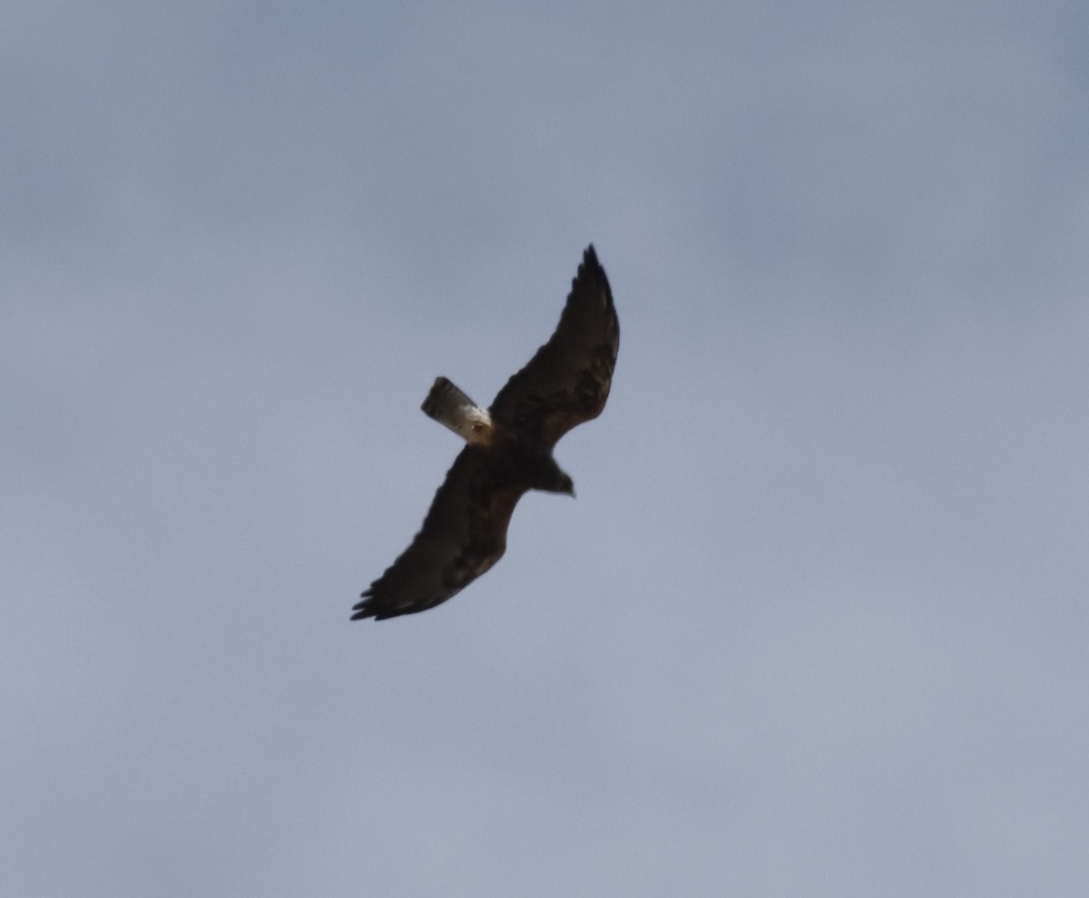 Swainson's Hawk - ML640452883