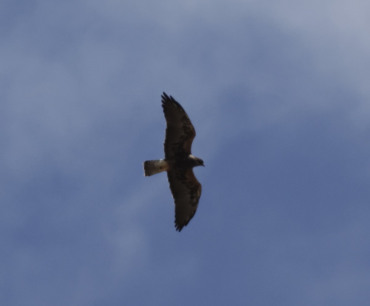 Swainson's Hawk - ML640452884