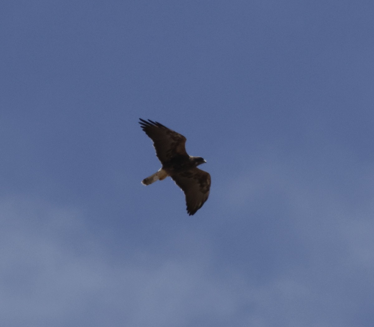 Swainson's Hawk - ML640452885