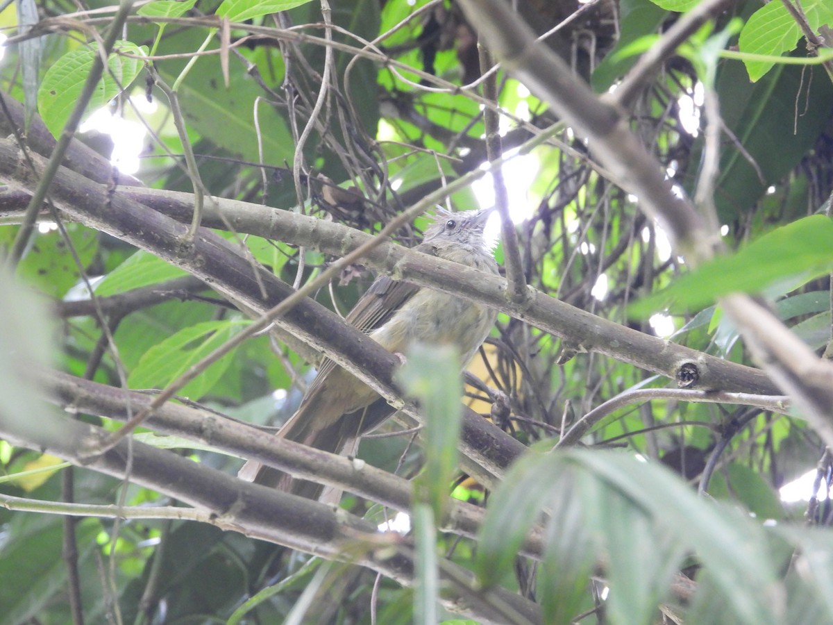 Puff-throated Bulbul (Puff-throated) - ML640452902