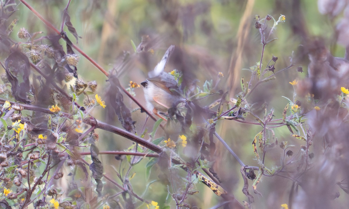 Singing Cisticola - ML640452912