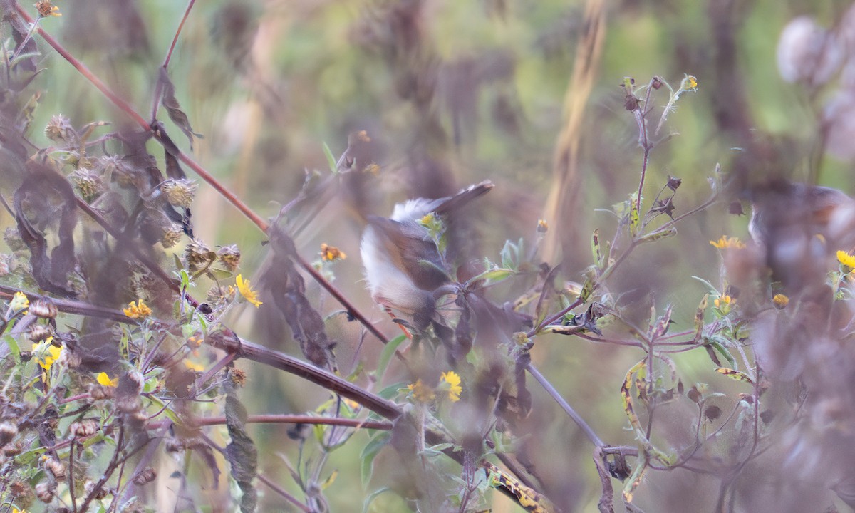 Singing Cisticola - ML640452914