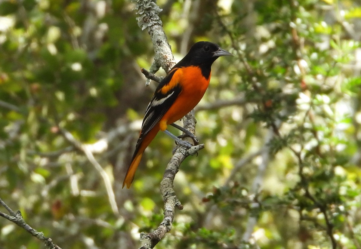 Baltimore Oriole - ML640452920