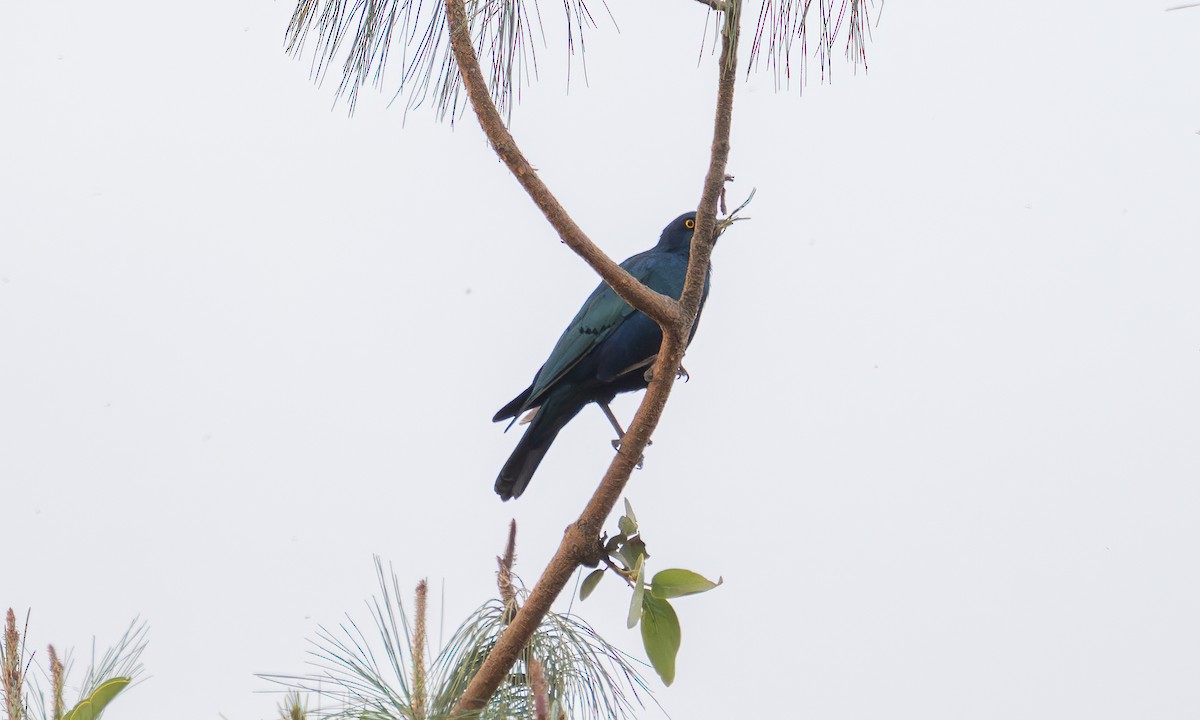 Lesser Blue-eared Starling (Lesser) - ML640452921