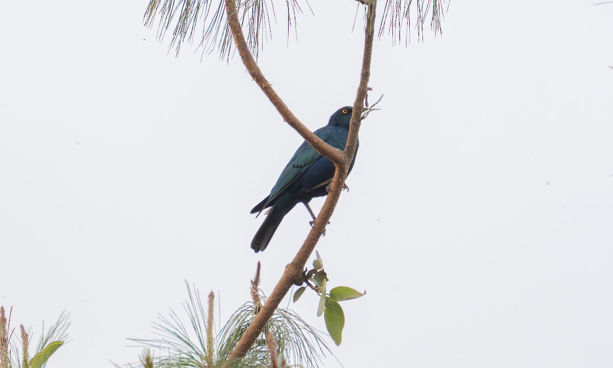 Lesser Blue-eared Starling (Lesser) - ML640452922