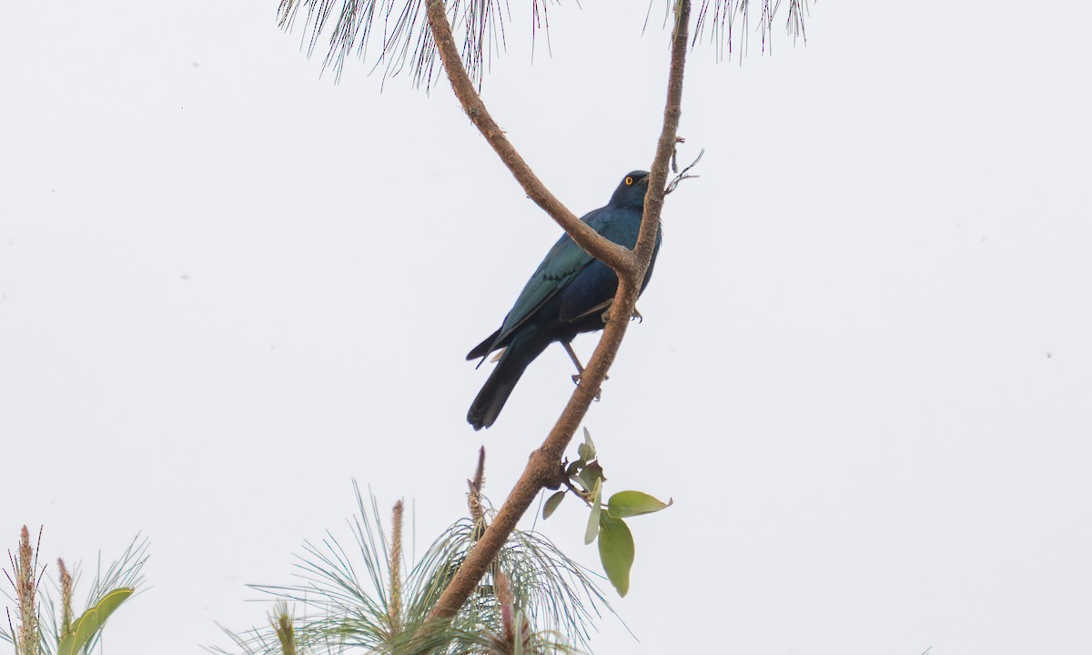 Lesser Blue-eared Starling (Lesser) - ML640452923