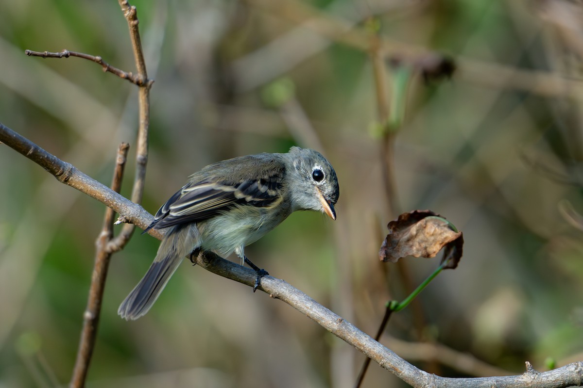 Least Flycatcher - ML640453062