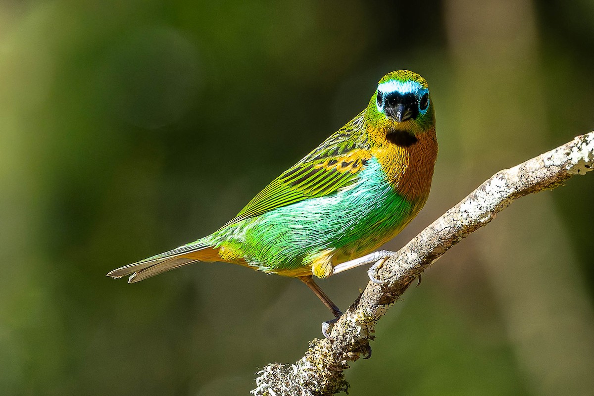 Brassy-breasted Tanager - ML640453160
