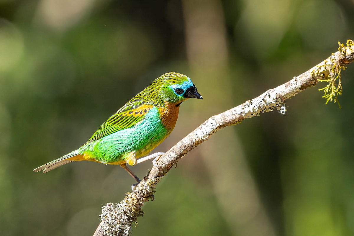 Brassy-breasted Tanager - ML640453242
