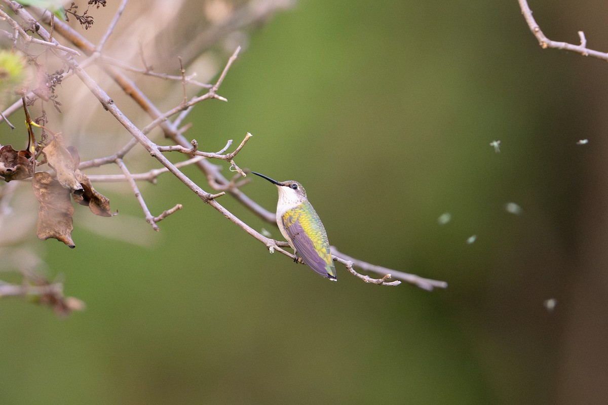 Ruby-throated Hummingbird - ML640453255