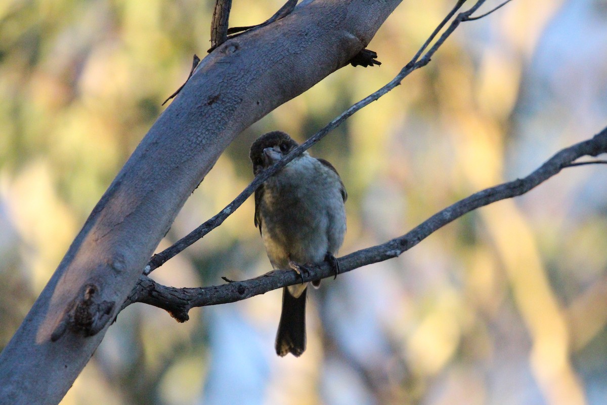 Gray Butcherbird - ML640453321
