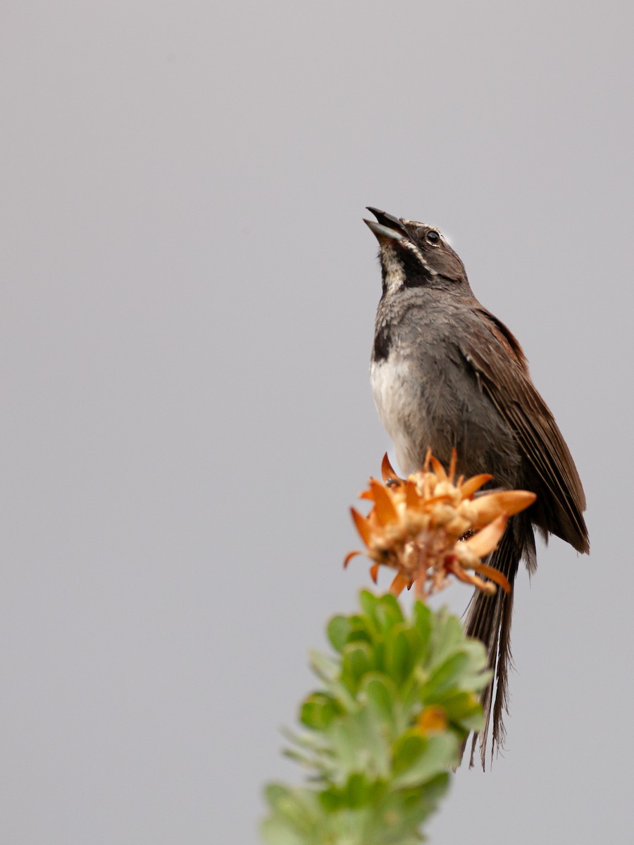 Five-striped Sparrow - ML640453345