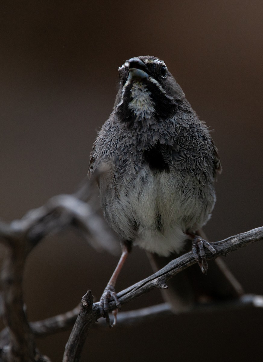 Five-striped Sparrow - ML640453346