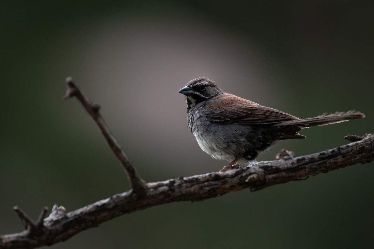 Five-striped Sparrow - ML640453347
