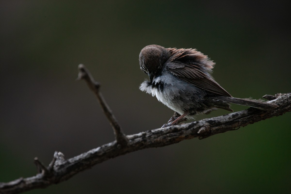 Five-striped Sparrow - ML640453348