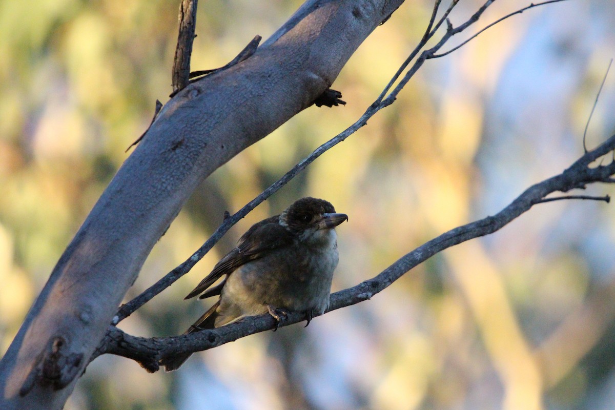 Gray Butcherbird - ML640453350