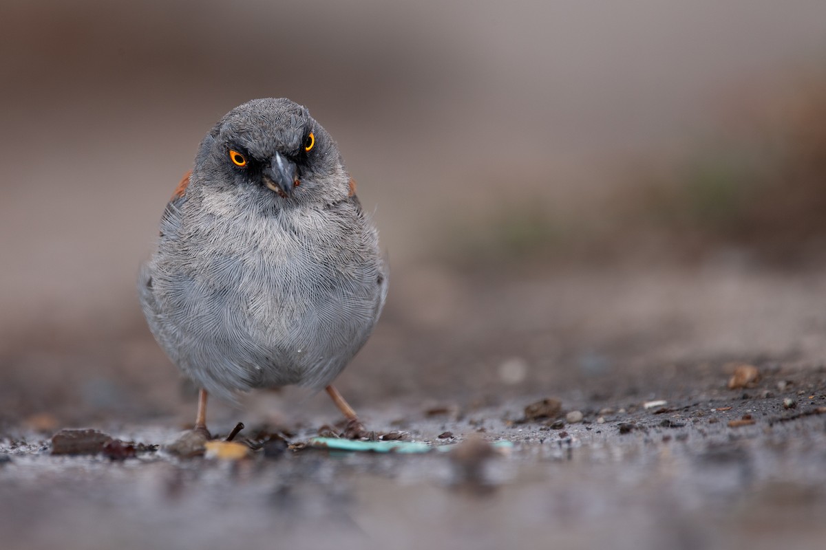 Yellow-eyed Junco - ML640453391