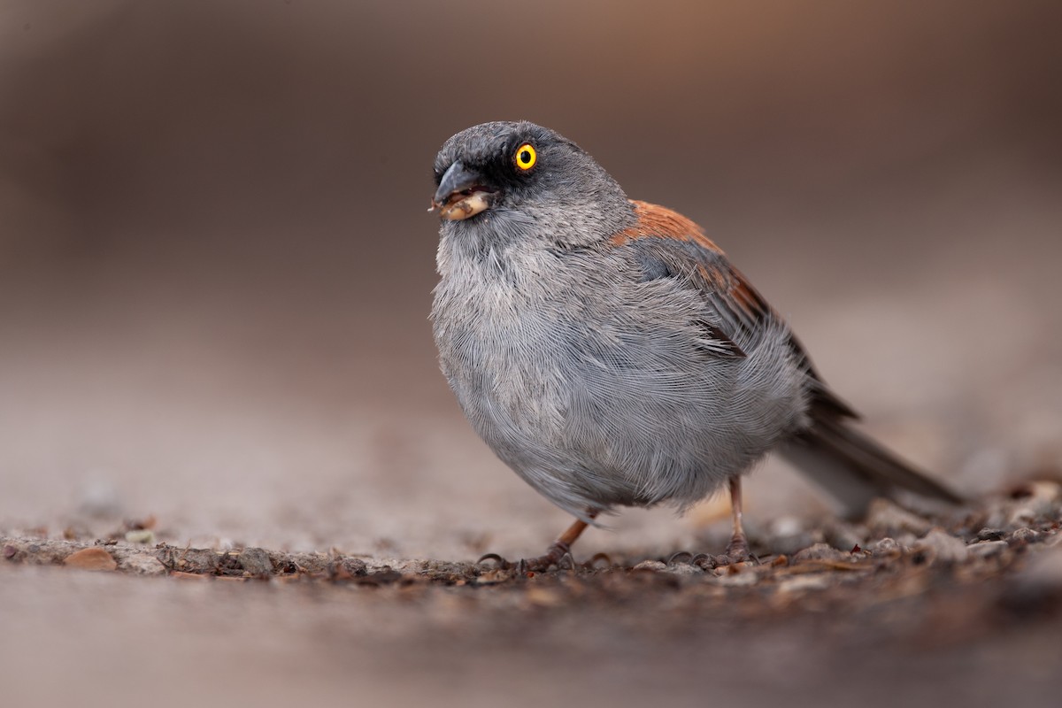 Yellow-eyed Junco - ML640453392