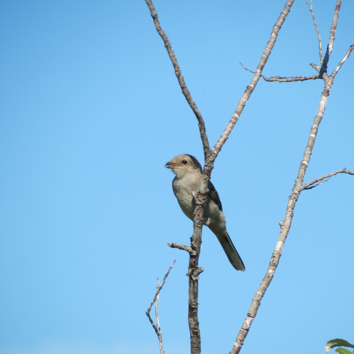 Antzandobi boreala - ML640453394