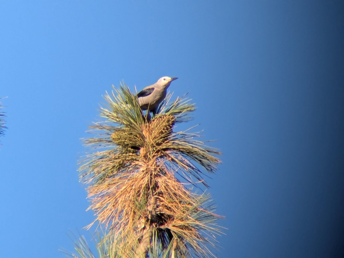 Clark's Nutcracker - ML640453451