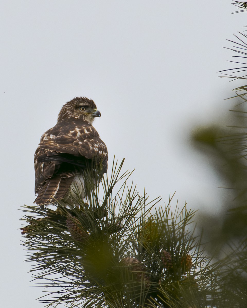Rufous-tailed Hawk - ML640453556