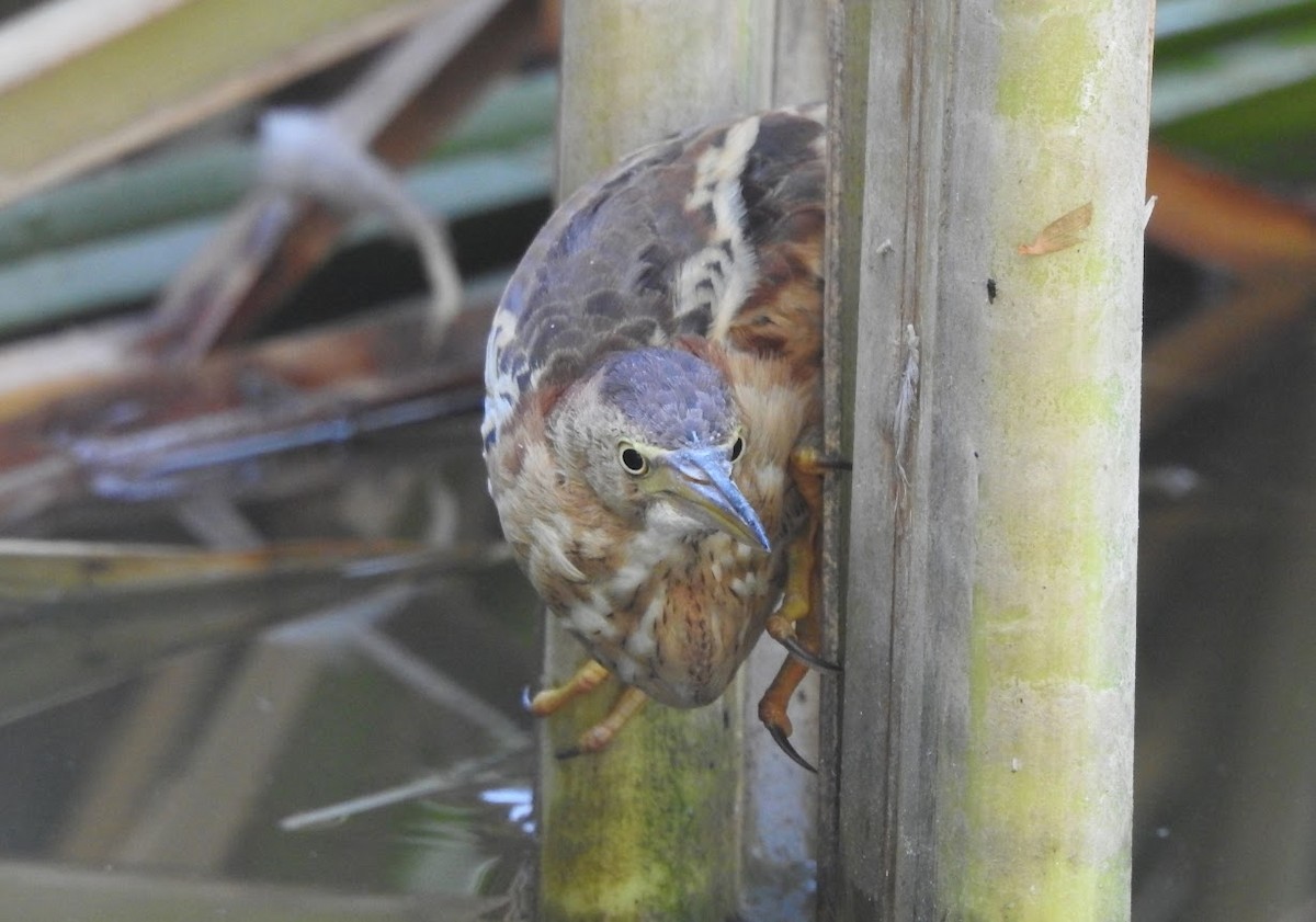 Least Bittern - ML640453593