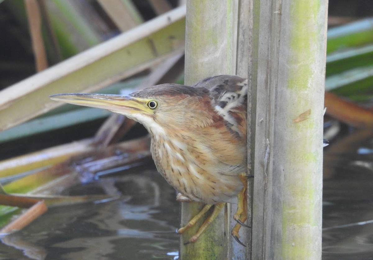 Least Bittern - ML640453597